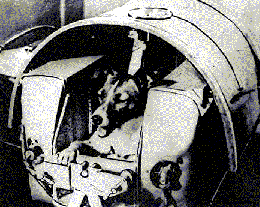 لیکا، اولین سگ فضانورد