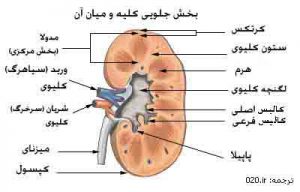ساختمان کلیه