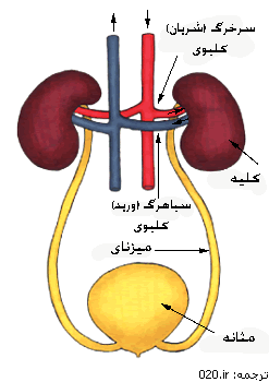 کارکرد کلیه کارکرد کلیه