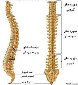 ستون مهره ها