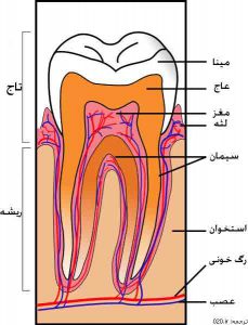 ساختمان دندان
