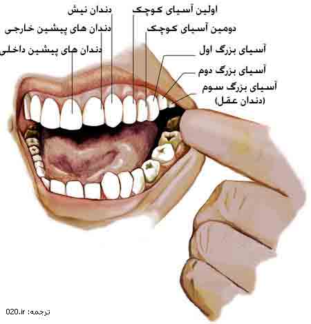 Image دندان ها