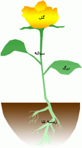 بخش های مختلف گیاه