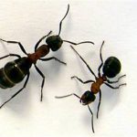واقعیاتی شگفت آور درباره مورچه ها واقعیاتی شگفت آور درباره مورچه ها