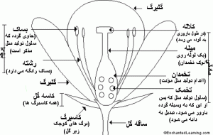 ساختمان گل