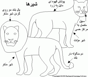 ساختمان بدن شیر
