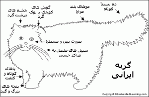 گربه ایرانی