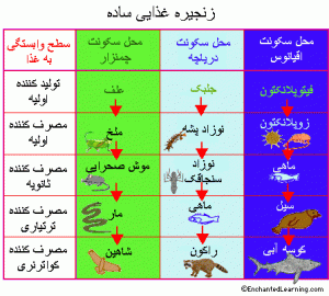 زنجیره غذایی ساده