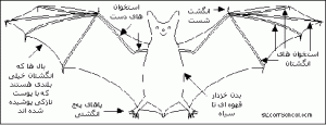 ساختمان بدن خفاش