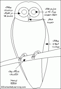ساختمان بدن جغد