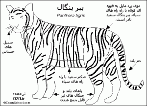 آناتومی ببر بنگال