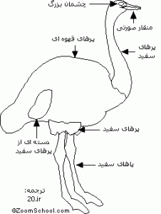 ساختمان بدن شترمرغ