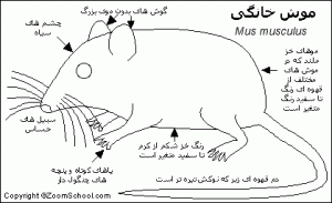 ساختمان بدن موش