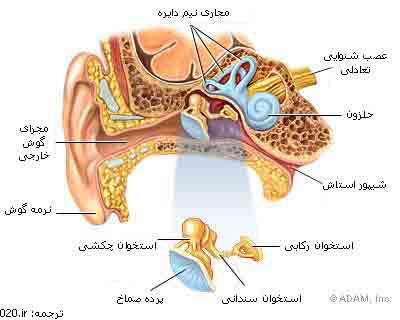آناتومی گوش داخلی