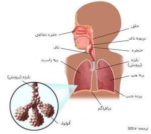 آناتومی دستگاه تنفس