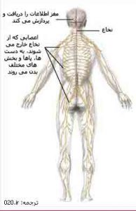 دستگاه عصبی مرکزی