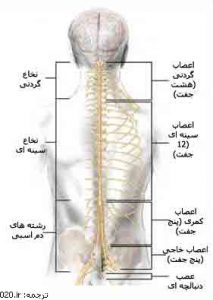 ساختمان نخاع