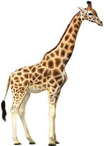 زرافه