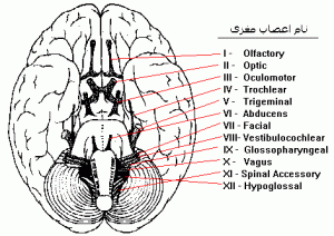 اعصاب مغزی