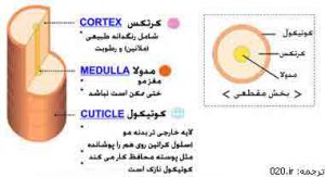 ساختمان مو