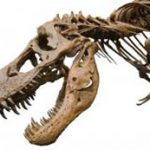 وقتی خشکی ها قاره یکپارچه ای بودند جانوران بر چه اساسی توزیع می شدند؟ وقتی خشکی ها قاره یکپارچه ای بودند جانوران بر چه اساسی توزیع می شدند؟