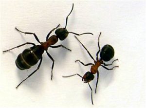 مورچه