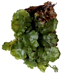 گیاه گیاه
