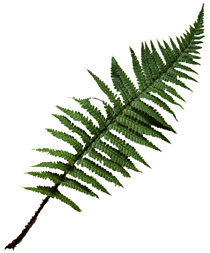 گیاه گیاه