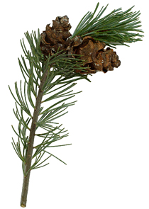 گیاه گیاه