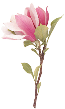 گیاه گیاه