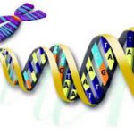 ساختمان و نقش DNA ساختمان و نقش DNA