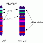 مکان، ساختار و تعداد کروموزوم ها مکان، ساختار و تعداد کروموزوم ها