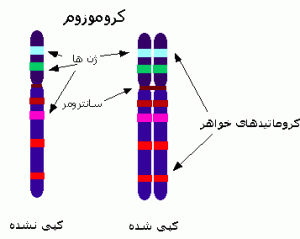 کروموزوم