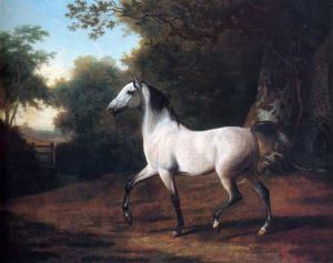 نقاشی اسب عرب نرینه خاکستری